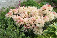 311082e4-IMG_7097 rododendron.jpg